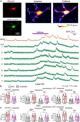 Astrocyte ryanodine receptors facilitate gliotransmission and astroglial modulation of synaptic plasticity